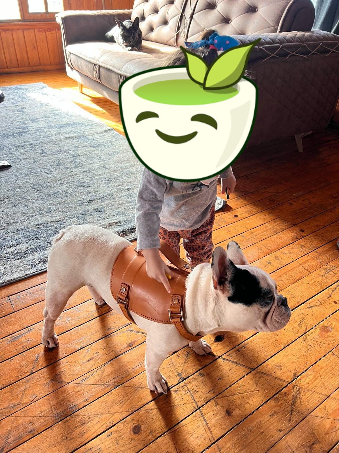 Handmade Real Leather Dog Chest Harness and Walking Leash Set - Natural and Elegant