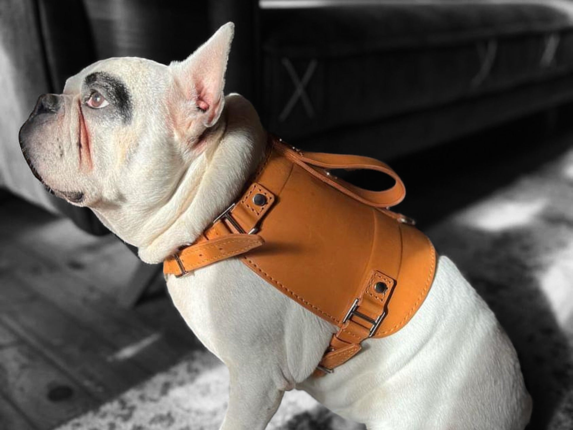 Handmade Real Leather Dog Chest Harness and Walking Leash Set - Natural and Elegant